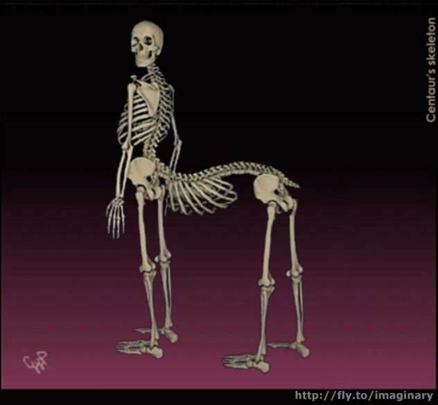 Centaur Skeleton